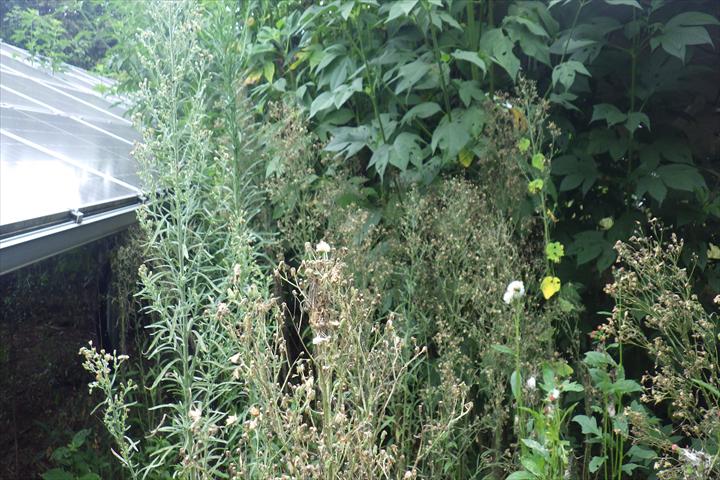除草前の雑草が生い茂った状態の太陽光発電所