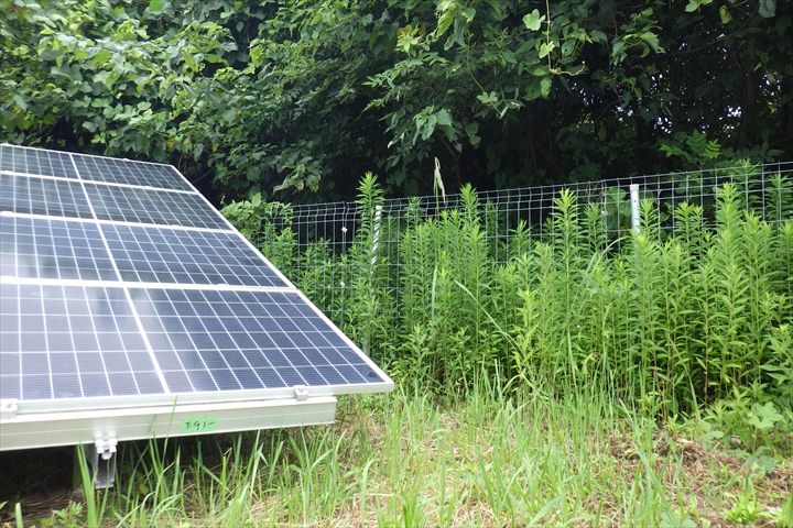 太陽光パネル周りの雑草の画像
